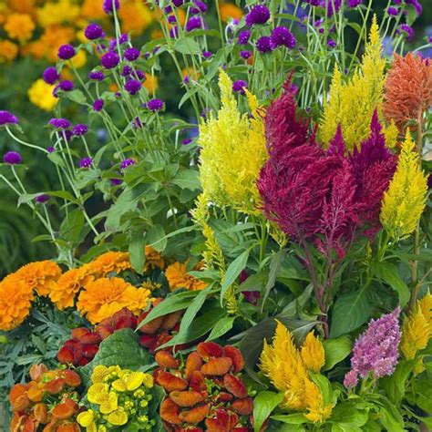 CELOSIA Pampas Plume Mix Celosia Australian Seed