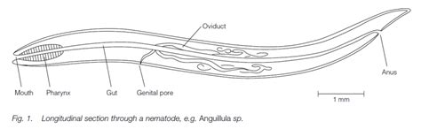 Phylum Nematoda Biology Ease