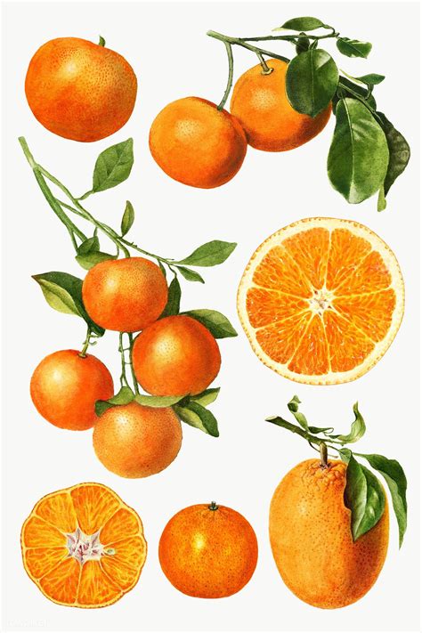 Hand Drawn Natural Fresh Oranges Illustration Premium Image By