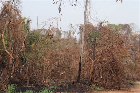 Takeover Of Nigerian Reserve Highlights Uphill Battle To Save Forests