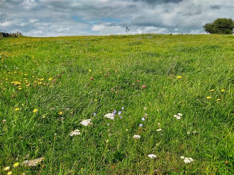 Field With A Few Wildflowers Yeadon Steven Feather Flickr