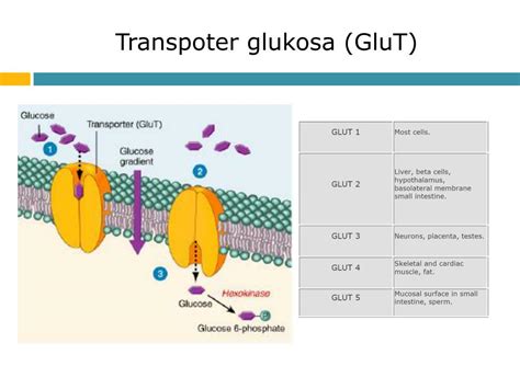 Ppt Membran Sel Dan Transport Powerpoint Presentation Free Download Id 3027784