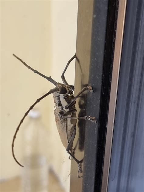 Can someone id this one? Seems like a nocturnal one. Found in Mauritius
