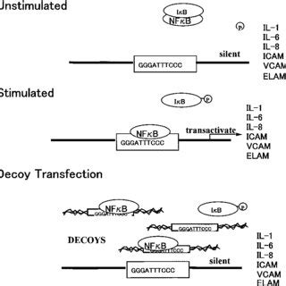 Mechanisms Of NFk B Decoy ODN ELAM Endothelial Leukocyte Adhesion