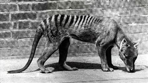 Thylacine Tasmanian Tiger 1936 Extinct YouTube