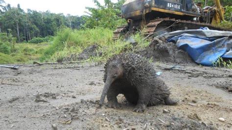 Mengenal Landak Papua Si Mungil Berduri Yang Kini Kritis Di Tanah