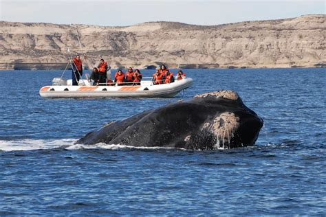 Temporada de ballenas cuánto cuesta visitar Puerto Madryn