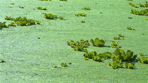 Floating Aquatic Plants Pistia Stratiotes Among Duckweed And Wolffia In