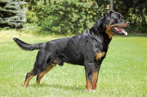 Rottweiler Caract Re Sant Origines Et Ducation