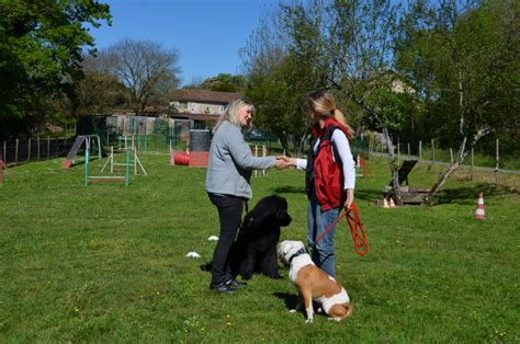 Stage Canin De Pr Paration Aux Certificats Centre D Ducation Canine Albi