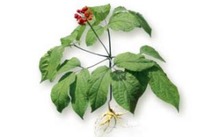Женьшень – хранение и применение продукта, его полезные свойства и ...