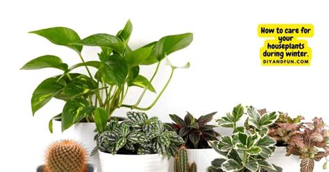 How To Care For Your Houseplants During Winter Diy And Fun