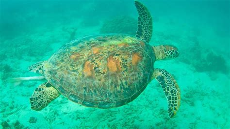 Snorkeling in Noumea with Aquanature • EnezGreen