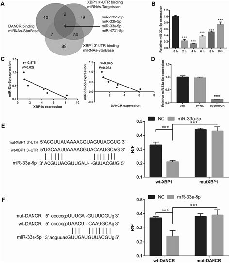 Lncrna Dancr Attenuates Brain Microvascular Endothelial Cell Damage