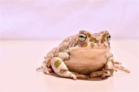 Sapo europeo común de la especie Bufo Foto Premium