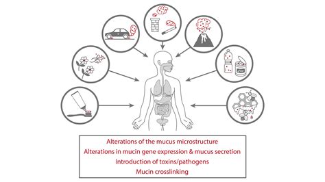 Common environmental pollutants damage mucus structure, function