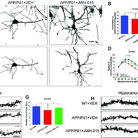 Golgi Staining Was Performed To Detect The Pyramidal Neuronal Dendritic