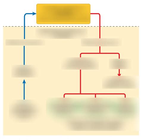 Class Diagram Bio Nervous System Diagram Quizlet