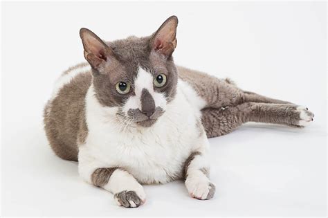 Cornish Rex Photos Cat World