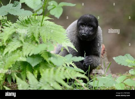 Brown Woolly Monkey Lagothrix Lagotricha Lagotricha Stock Photo Alamy