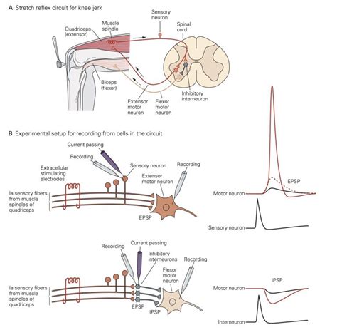 Excitatory and Inhibitory Neurotransmitters – Synapses, Neurotransmitter Receptors