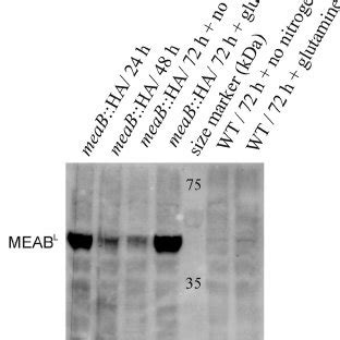 Regulation Of MeaB Gene Expression In F Fujikuroi And Physical Map Of