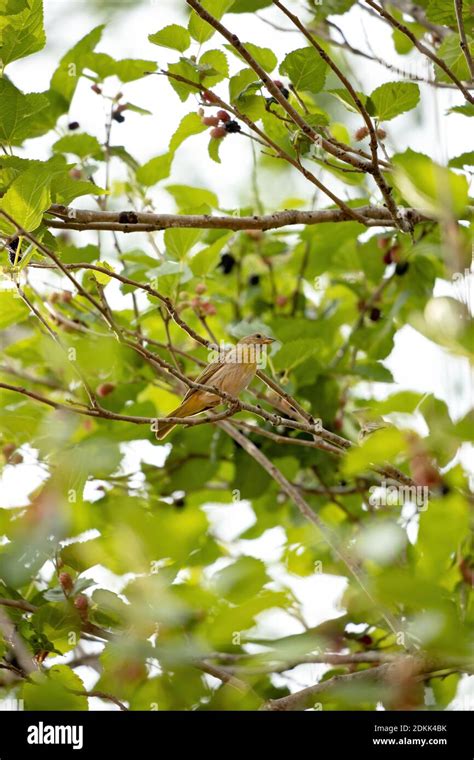 Brazilian Saffron Finch Of The Species Sicalis Flaveola Stock Photo Alamy