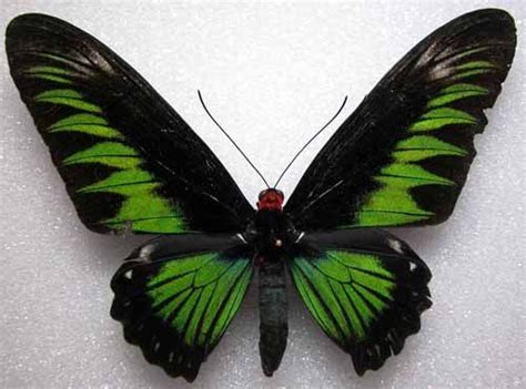 Trogonoptera Brookiana Insects Butterfly Moth