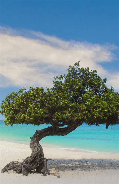 Aruba travel tips 15 things to know – Artofit