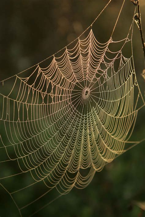 Free Images Water Dew Sunrise Leaf Fauna Material Invertebrate