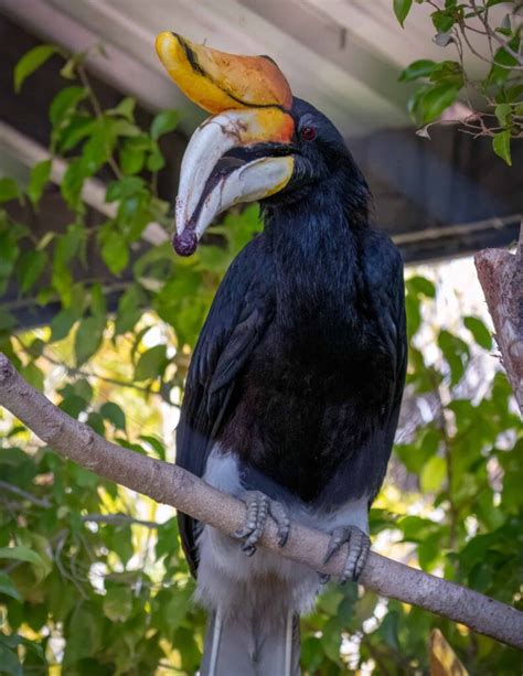 Love Hornbill Day 2023 - Zoo / Animal Special Days & Events Zoo Guide