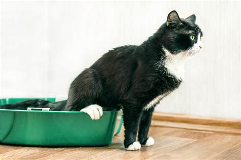 Chronic Diarrhoea in Dogs & Cats: a Logical Approach