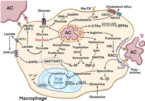 Process Of Efferocytosis And The Release Of Metabolites By The