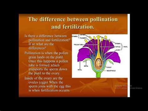 Pollination VS Fertilization YouTube