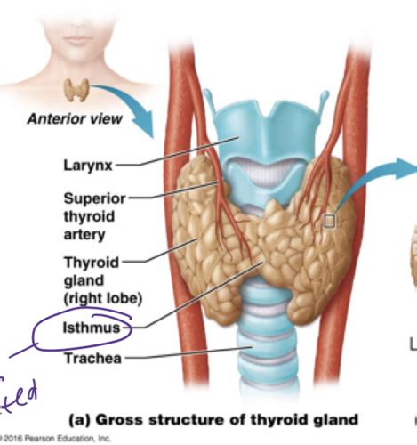 The Endocrine System Thyroid Gland And Calcium Homeostasis Flashcards