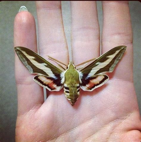 Pretty little hummingbird moth. You will look lovely as a traditional ...