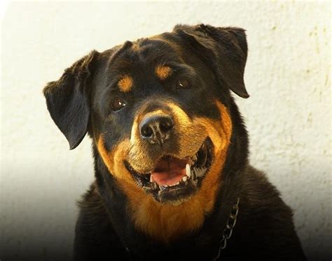 Cómo Cuidar Un Rottweiler 6 Pasos