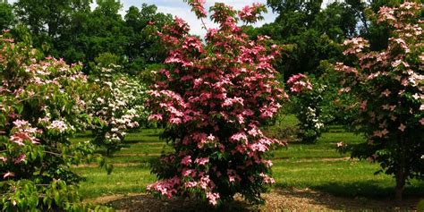 Dogwood Scarlet Fire Brotzmans Nursery