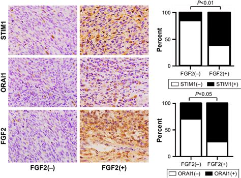 Fgf2 Expression Was Concomitant With The Expression Of Stim1 And Orai1