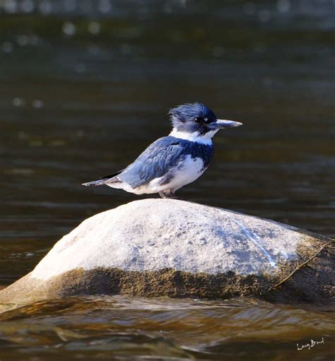 Belted Kingfisher Habitat | semashow.com