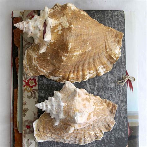 Old Crusty Atlantic Conch Shellsset Of 2 Nora Murphy Country House