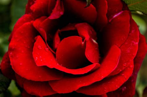 Rosa Flor Rojo Foto Gratis En Pixabay Pixabay