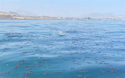 Con un maniquí Oceana Perú confirma que el mar peruano sigue