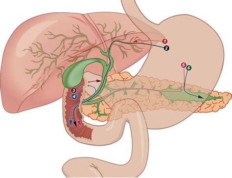 Ercp Procedure Bile Obstruction