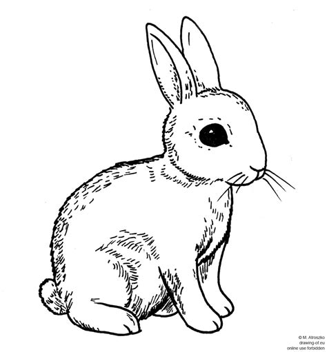 drawing of rabbit – Line art illustrations