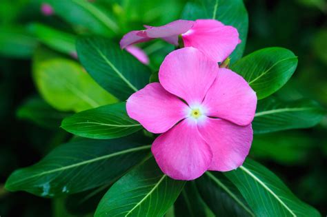 About Rosy Periwinkle Where To Grow Madagascar Periwinkles