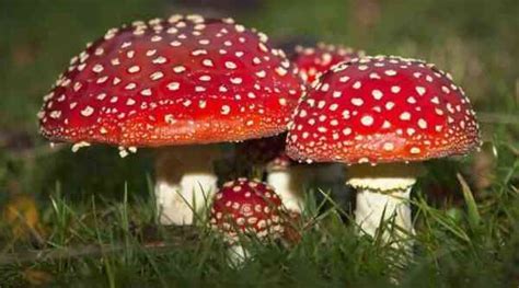 14 interesting facts about fly agaric