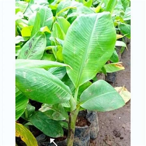 Jual Bibit Tanaman Buah Pisang Cavendish Super Cepat Berbuah Di Seller