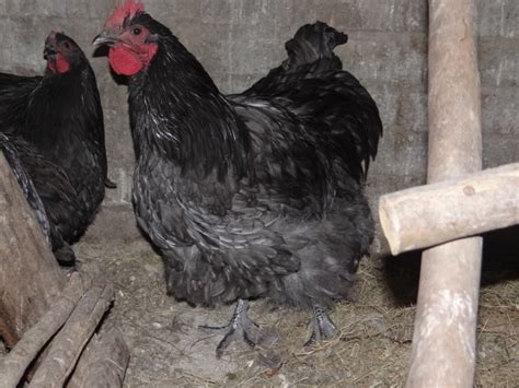 Blue Orpington Rooster Backyard Chickens Learn How To Raise Chickens