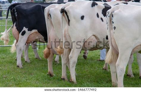 Dairy Cattle On Show County Fair Stock Photo Edit Now 1466777492